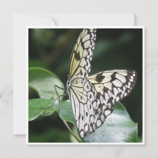 Blanc et invitation de papillon à ailes par noir (Devant)