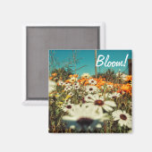 Blanc Orange Fleurs de marguerite Magnet (Recto/Verso)