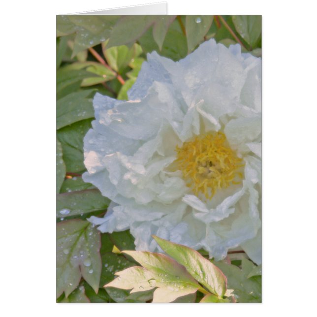 BLANC PEONY (Devant)