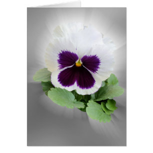 Blanc pourpre