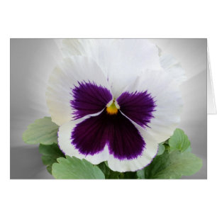 Blanc pourpre