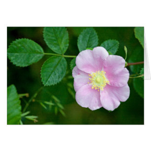 Blanc sauvage de rose rose