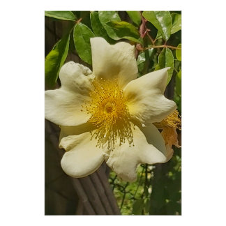 Blanca flor perfect poster