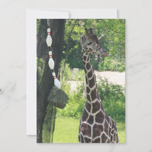 Blanco briefkaart -  - Giraffe (Voorkant)