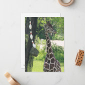 Blanco briefkaart -  - Giraffe (Voorkant / Achterkant in situ)