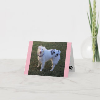 Blanco briefkaart met Australian Shepherd