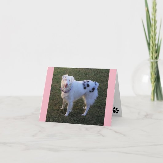 Blanco briefkaart met Australian Shepherd (Voorkant)