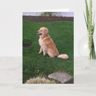 Blanco briefkaart met Golden Retriever Jake