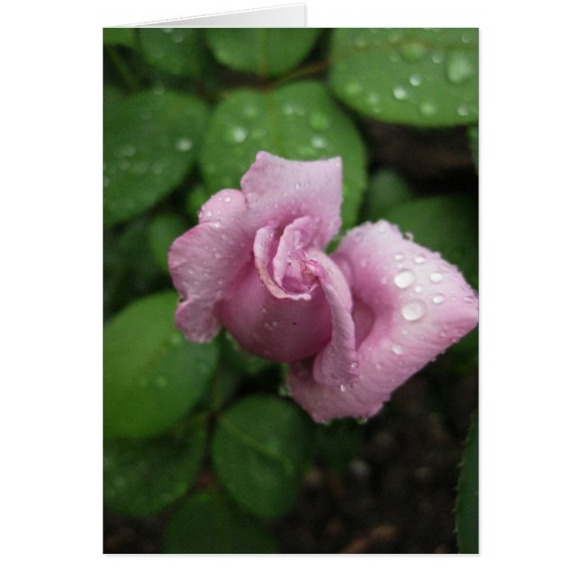 Blanco-Bud Roze droog (Voorkant)