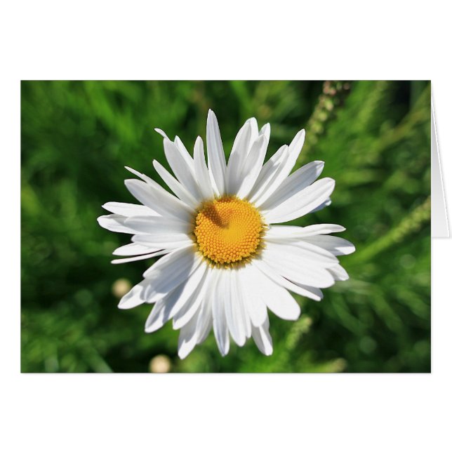 Blanco Daisy-kaart (Voorkant Horizontaal)