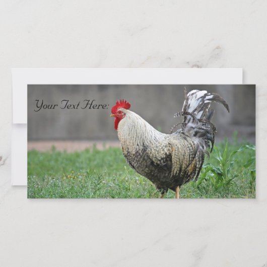 Blanco fotokaart, rooster (Voorkant)