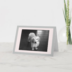 Blanco Golden Retriever Puppy Wenskaart Feestdagen Kaart