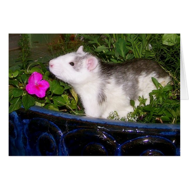 Blanco kaart (Voorkant Horizontaal)