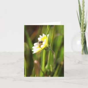 Blanco Kaart, hommel Kaart