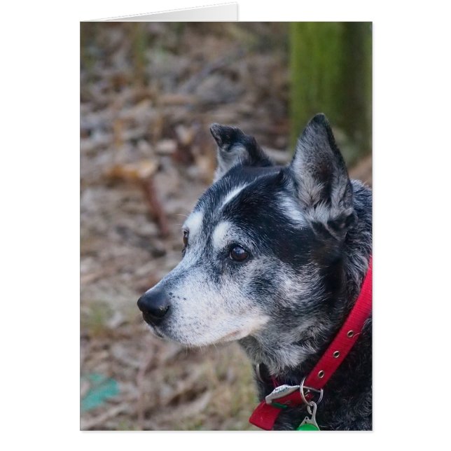 Blanco wenskaart (Voorkant)