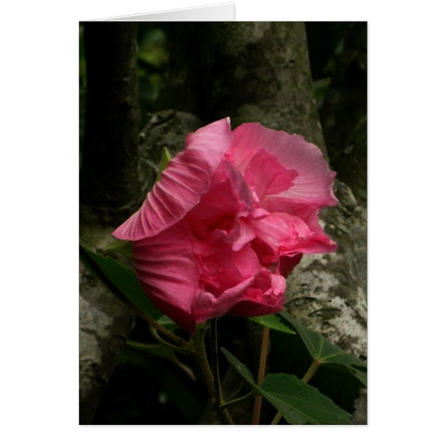 Blanco-Wind Roze ventilator (Voorkant)