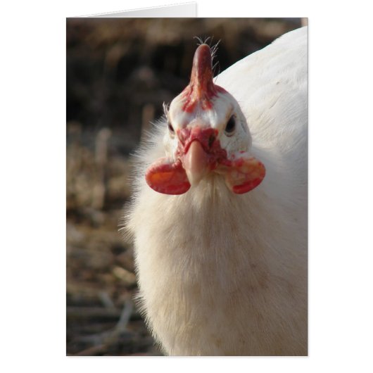 Blancs de Guinée (Devant)