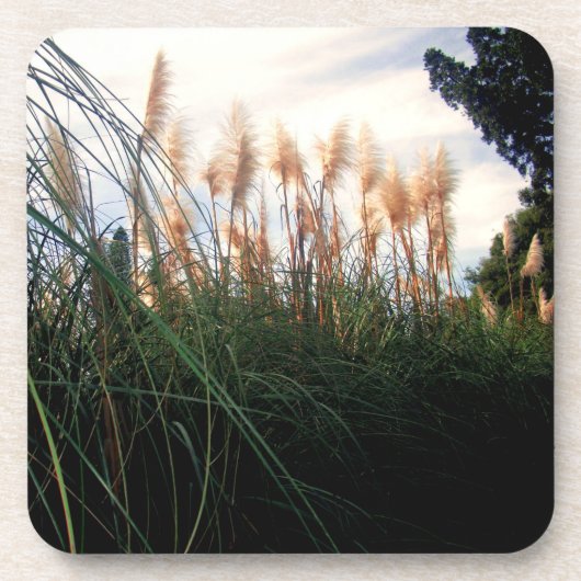 Blancs de laiton Pampas, Dessous de verre (Devant)