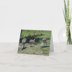 Blank binnenin, Florida Sandhill Cranes Foto Kaart