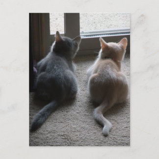 Blank Briefkaart van Jasper en Kaylee Kitten