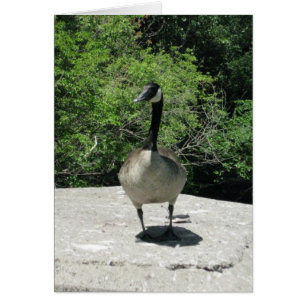 Blank_Canada Goose