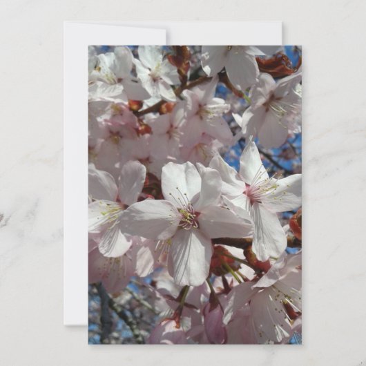 Blank Cherry Blossom Sakura Tree Kaart (Voorkant)