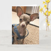 Blank Chihuahua-wenskaart Kaart (Gele Bloem)