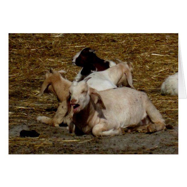 Blank_Goat Party (Voorkant Horizontaal)