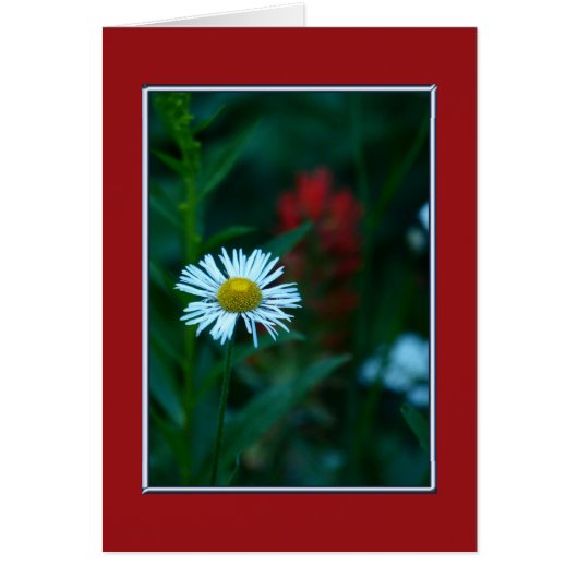 Blank in, witte dagbloem (Voorkant)