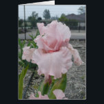 Blank Iris Card - Peggy Sue<br><div class="desc">Voilà une beauté ! Vide à l'intérieur,  prêt pour toute occasion.</div>