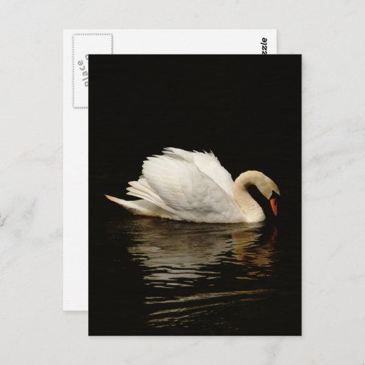 Blank Note Card with Beautiful Swan post card Briefkaart (Voorkant / Achterkant)