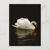 Blank Note Card with Beautiful Swan post card Briefkaart (Voorkant)
