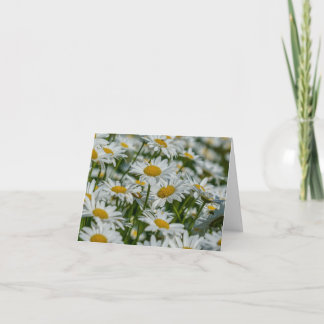 Blank Note Kaart - Daises in Vermont