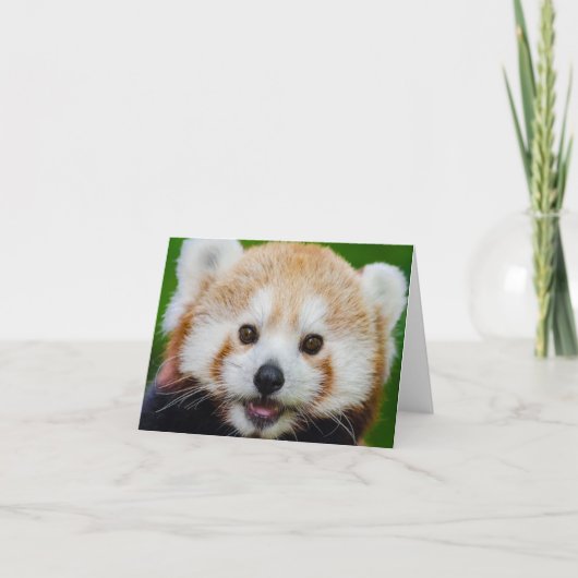 BLANK SMALL NOTECard: RED PANDA Kaart (Voorkant)