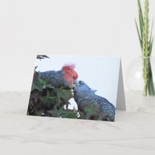 Blank Wenskaart met "Kissing" Cockatoos Kaart