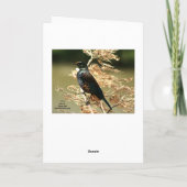 Blank Wenskaart: NZ Tui Bird Kaart (Achterkant)