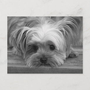 Blank Yorkshire Terrier Puppy Dog Post Kaart
