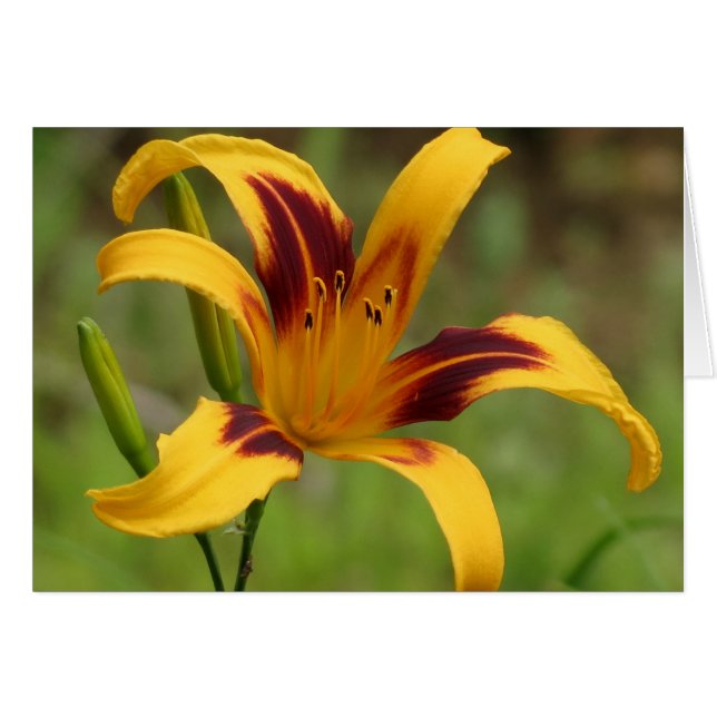 Blanket - Daylily (Voorkant Horizontaal)