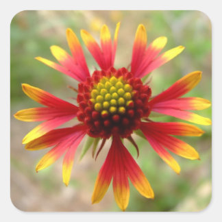 Blanketflower woestijn wildflower Gaillardia Vierkante Sticker