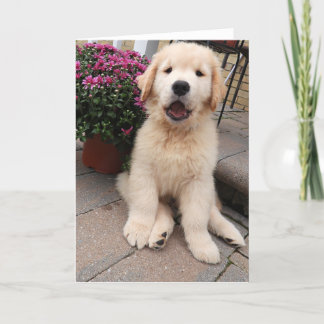 Blankkende kaart voor avonturen van archie 5