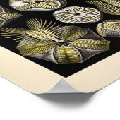  Blastoidea-kleur Ernst Haeckel Art Print (Hoek)