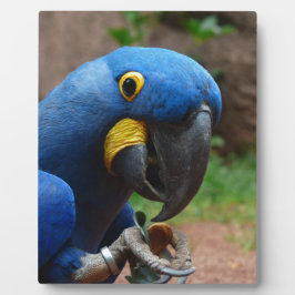 blauaras parrot fotoplaat