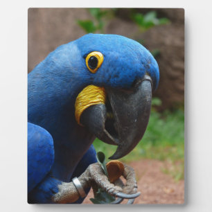 blauaras parrot fotoplaat