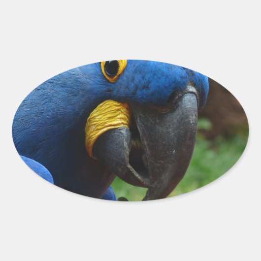 blauaras parrot ovale sticker (Voorkant)