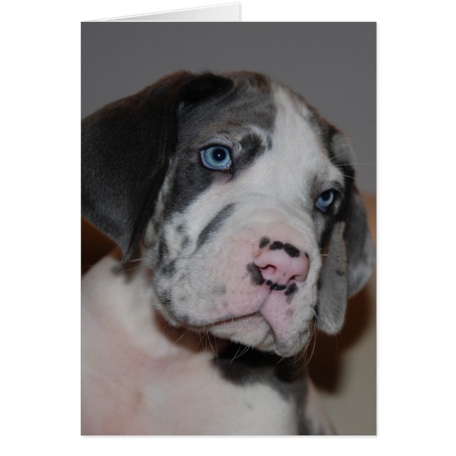 Blaue Augen Doggenwelpe (Devant)