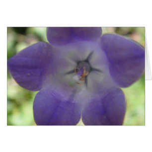 Blaue Glockenblume, Grusskarte