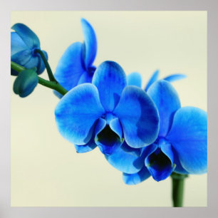 Blaue Orchide Poster