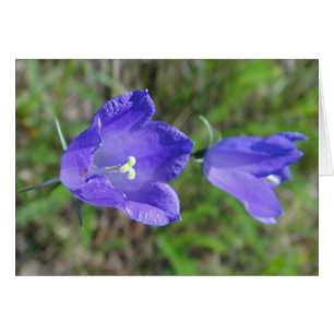 Blaues Glockenblumenpaar, Grusskarte, blanko