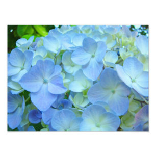 Blauw Bloemen de kunstprint van de Bloemen van Foto Afdruk