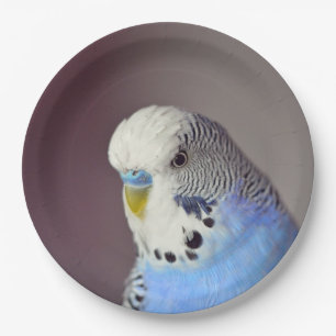  blauw Bord van het Fotopapier